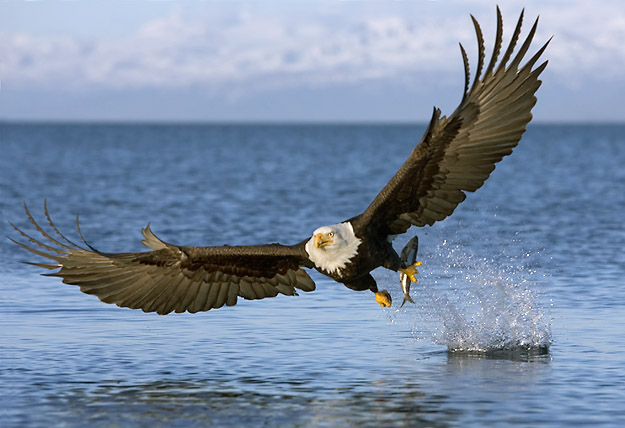 Aguila Calva Pescando