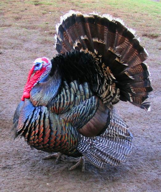 Wild Turkey de Wikipedia