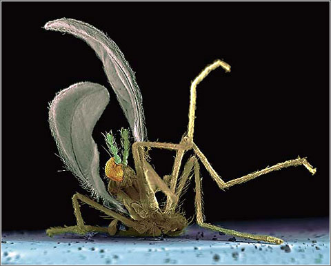 insectos-vs-parabrisas.jpg